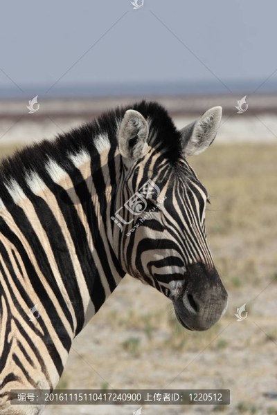 靠近一個(gè)平原斑馬（Equus,quagga）在埃托沙國(guó)家公園；納米比亞