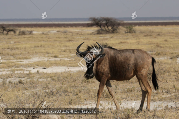 藍(lán)牛羚（Connochaetes,taurinus）在埃托沙國(guó)家公園；納米比亞