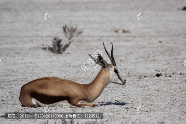 羚（Antidorcas,marsupialis）躺在埃托沙國(guó)家公園干旱之地；納米比亞