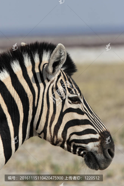 靠近一個平原斑馬（Equus,quagga）在埃托沙國家公園；納米比亞