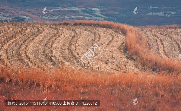 有感線格局的玉米田農(nóng)田景觀