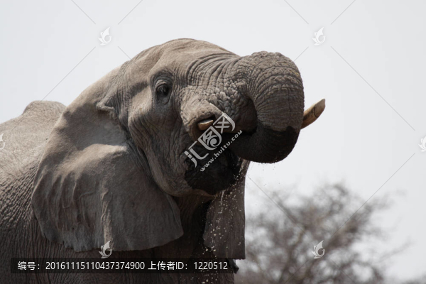 在埃托沙國(guó)家公園喝的大象；納米比亞