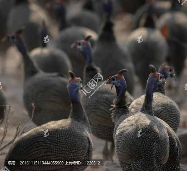 Helmeted,Guineafowl（Numida,meleagris）在埃托沙國(guó)家公園；納米比亞
