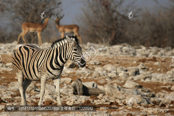平原斑馬（Equus,quagga）在埃托沙國家公園；納米比亞