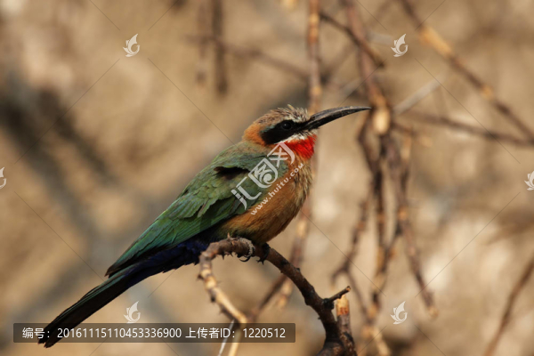 白額蜂虎（Merops,bullockoides）在奧卡萬戈三角洲；博茨瓦納。