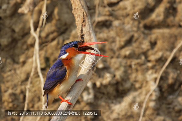 孔雀石翠鳥（Alcedo,cristata）吃魚；奧卡萬戈三角洲；博茨瓦納。