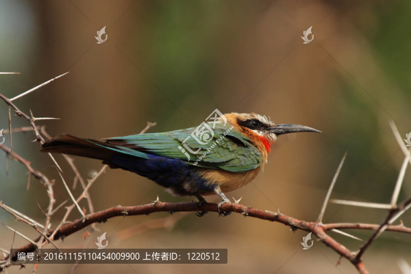 白額蜂虎（Merops,bullockoides）在奧卡萬戈三角洲；博茨瓦納。