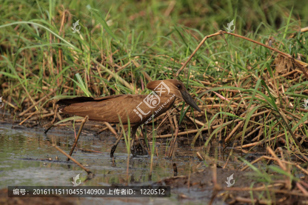 在奧卡萬(wàn)戈三角洲Hammerkop；博茨瓦納。