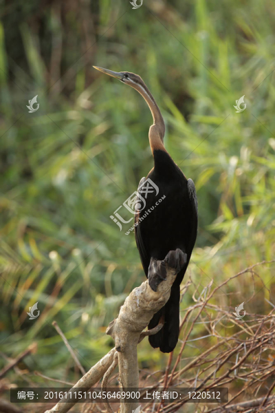 African,Darter（Anhinga,melanogaster,rufa）在奧卡萬戈三角洲；