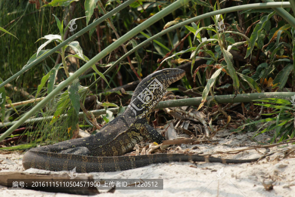 尼羅河巨蜥（Varanus,niloticus）在Okavango江畔；博茨瓦納。