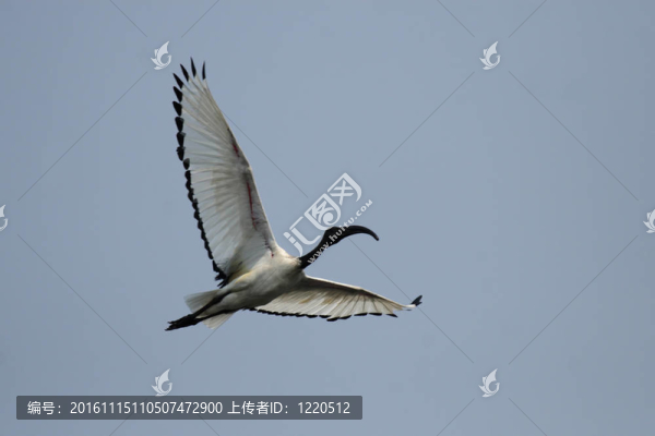 朱鷺（埃及圣）飛越奧卡萬(wàn)戈三角洲；博茨瓦納。