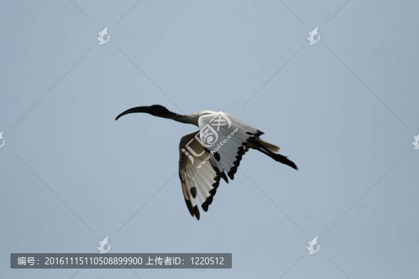 朱鷺（埃及圣）在奧卡萬戈三角洲；博茨瓦納。