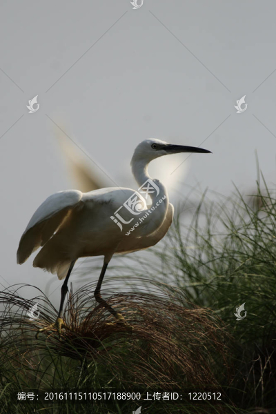 小白鷺（Egretta,garzetta）在奧卡萬戈三角洲；博茨瓦納。