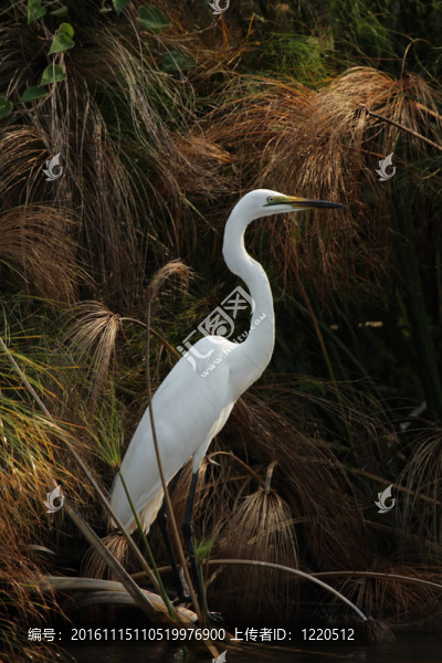 大白鷺（Casmerodius,albus）在奧卡萬戈三角洲；博茨瓦納。