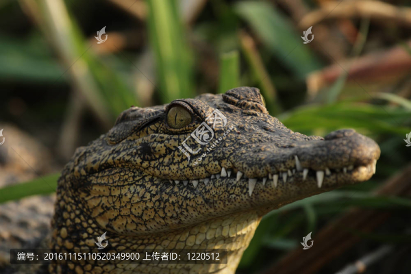 尼羅鱷（Crocodylus,niloticus）在奧卡萬戈三角洲；博茨瓦納。
