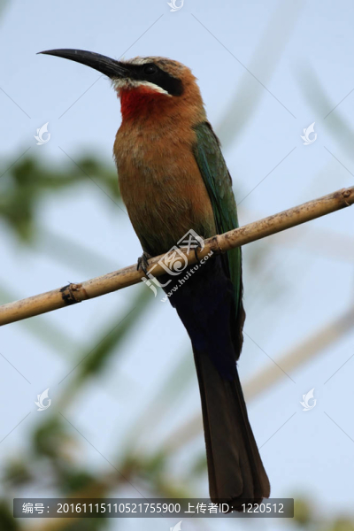 白額蜂虎（Merops,bullockoides）在奧卡萬戈三角洲；博茨瓦納。