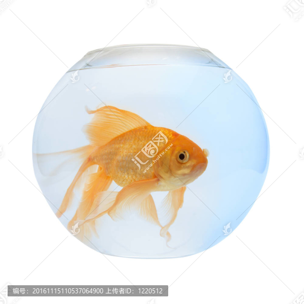 魚缸里的金魚