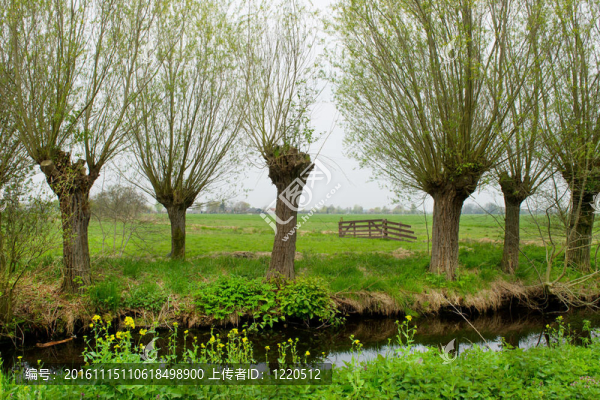波拉德柳樹(shù)景觀(guān)