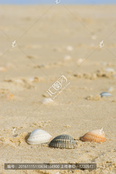 荷蘭海灘上的貝殼