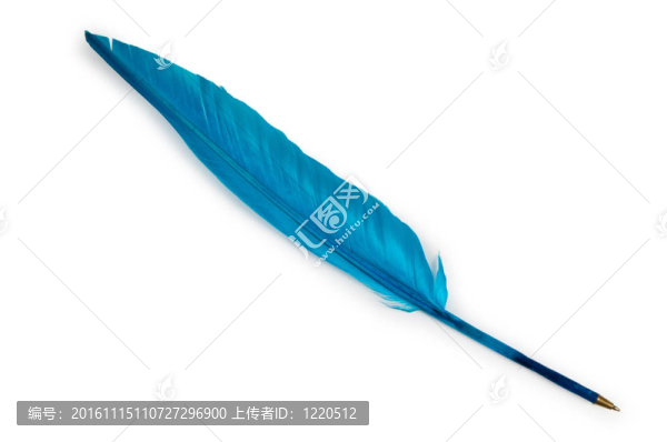 寫在白色背景上的羽毛