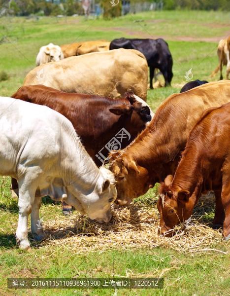 澳大利亞肉牛棕色和白色犢牛飼養(yǎng)