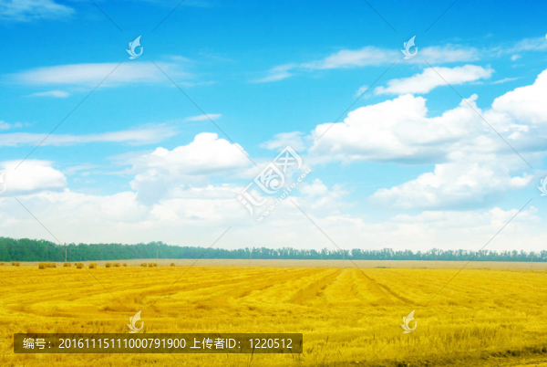 小麥田