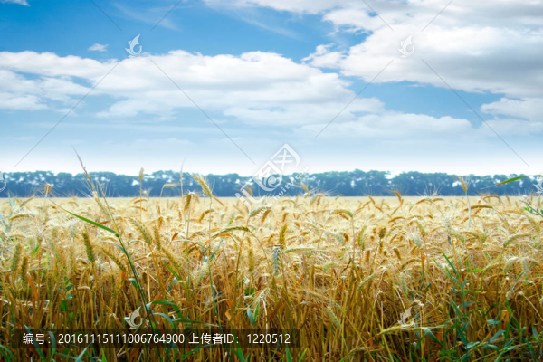小麥田