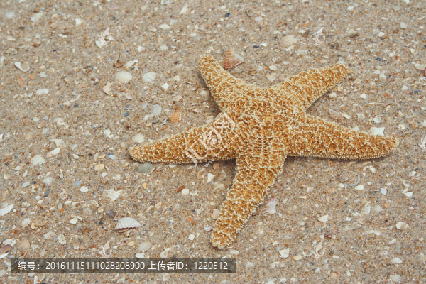 海星砂