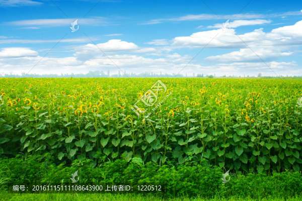 向日葵花田