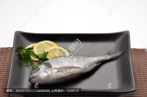魚