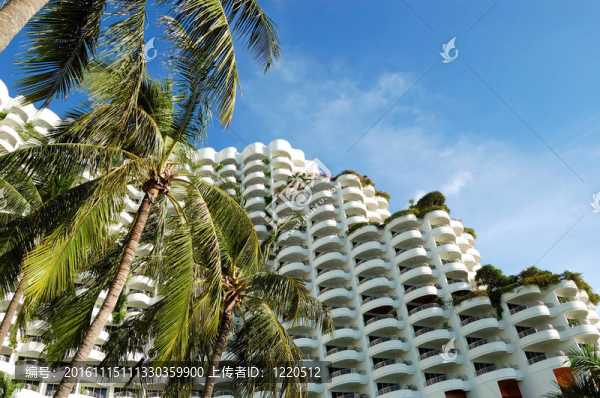 棕櫚樹在豪華酒店；芭堤雅；泰國