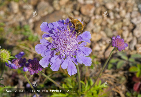 飛花17-匯圖網(wǎng) www.fosd68.com 飛花17