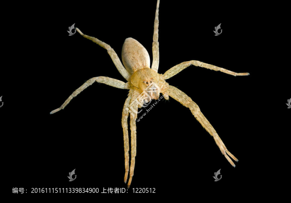 蜘蛛（盜蛛科）2