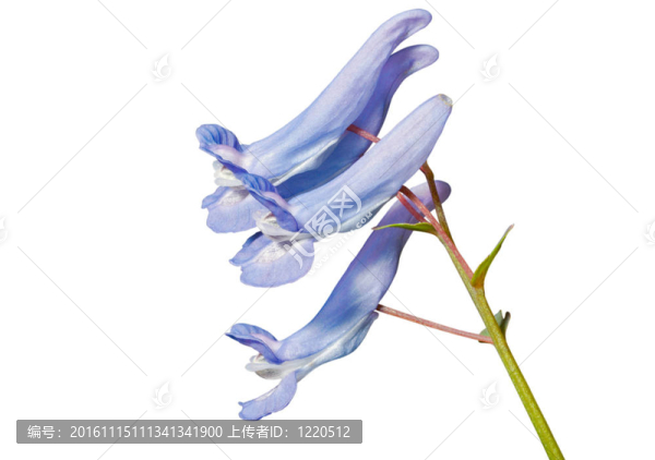 4花對(duì)馬兜鈴