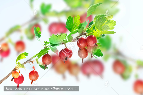 在樹枝上的紅醋栗