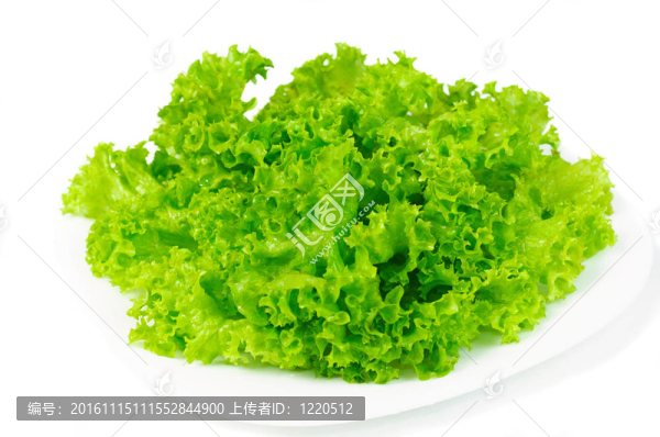 葉子的萵苣