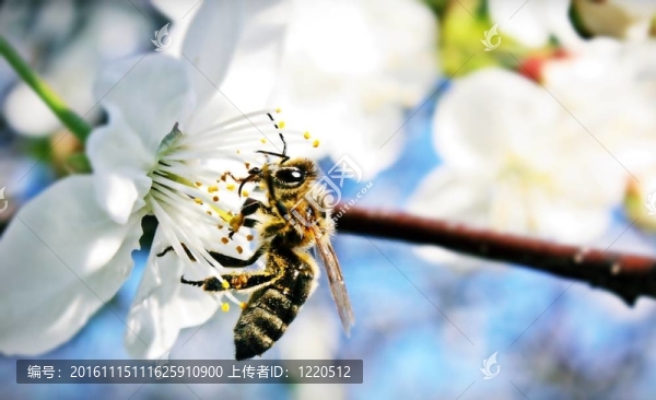 蜜蜂在工作