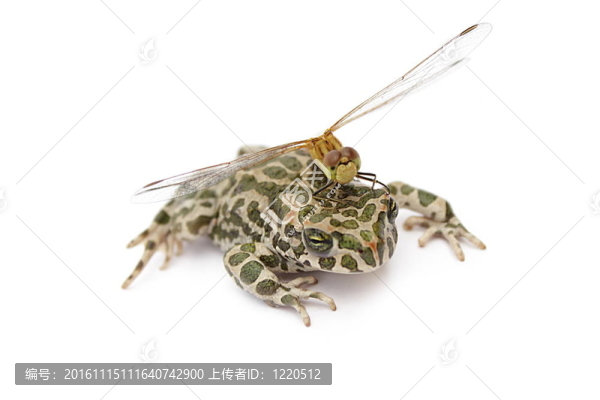 蜻蜓和花