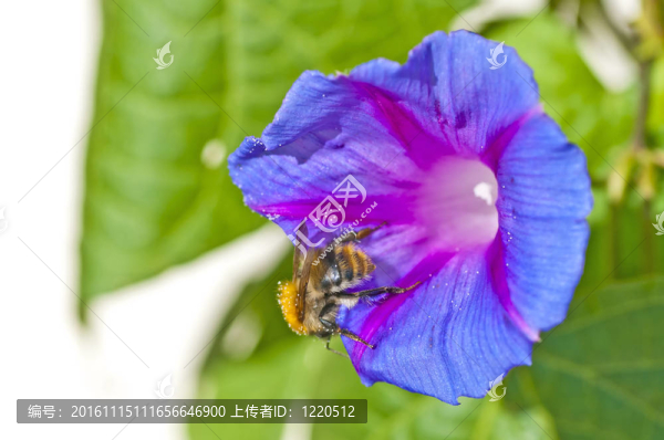 大黃蜂在牽?；? title=