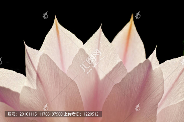 背面開花