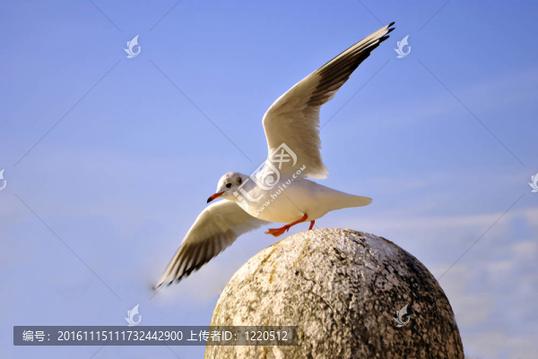 鳥鷗