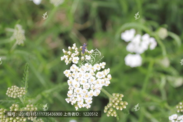 驚艷近距離的白牛香菜