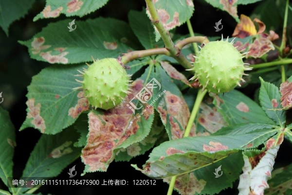 兩個新鮮明亮的綠色板栗