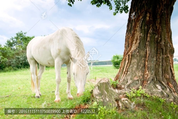 馬