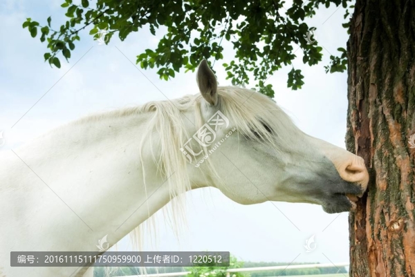 馬-匯圖網(wǎng) www.fosd68.com 馬