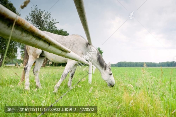 馬
