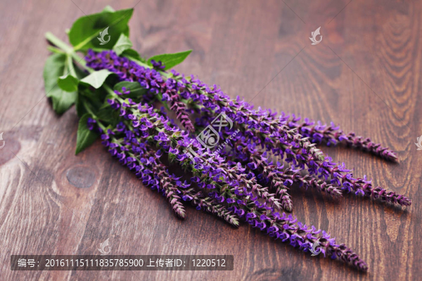 鼠尾草花