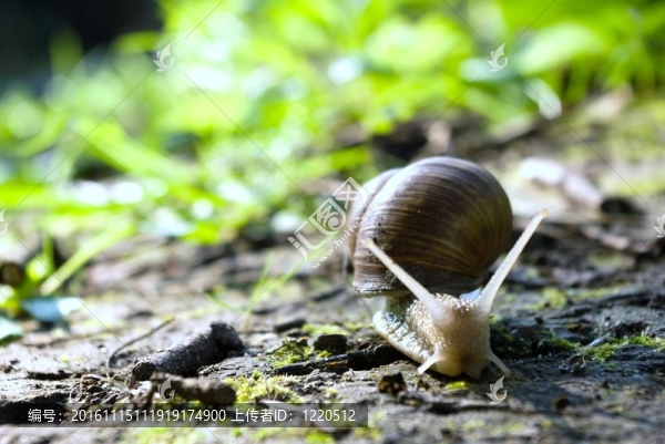 蝸牛