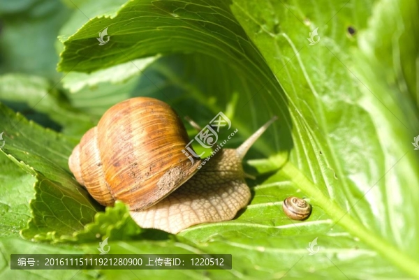蝸牛