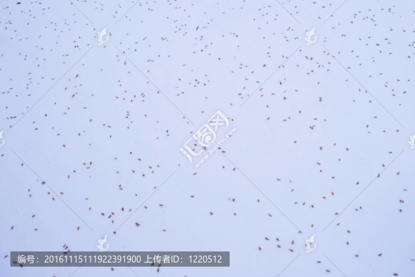 雪的質(zhì)感
